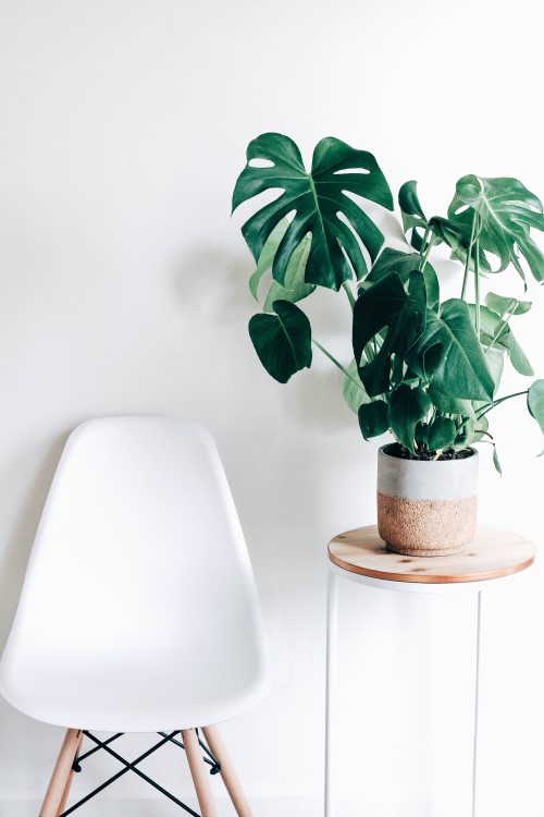 white chair with plant